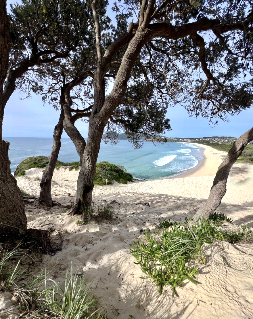 View through banksia trees over the dunes to the beach near Forster